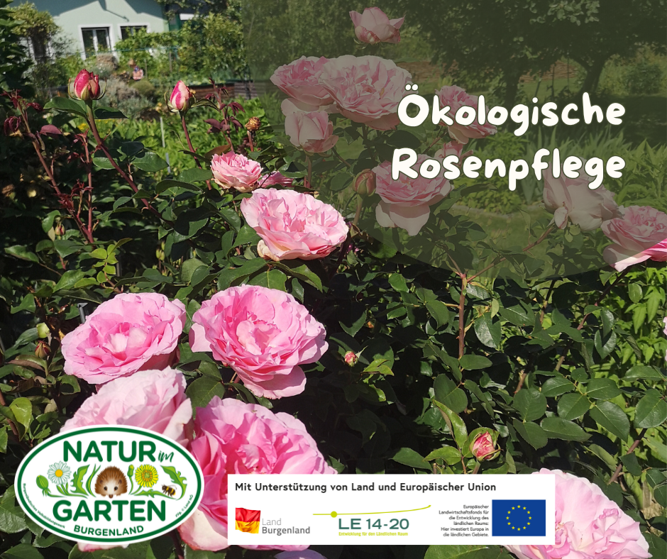 Ökologische Rosenpflege