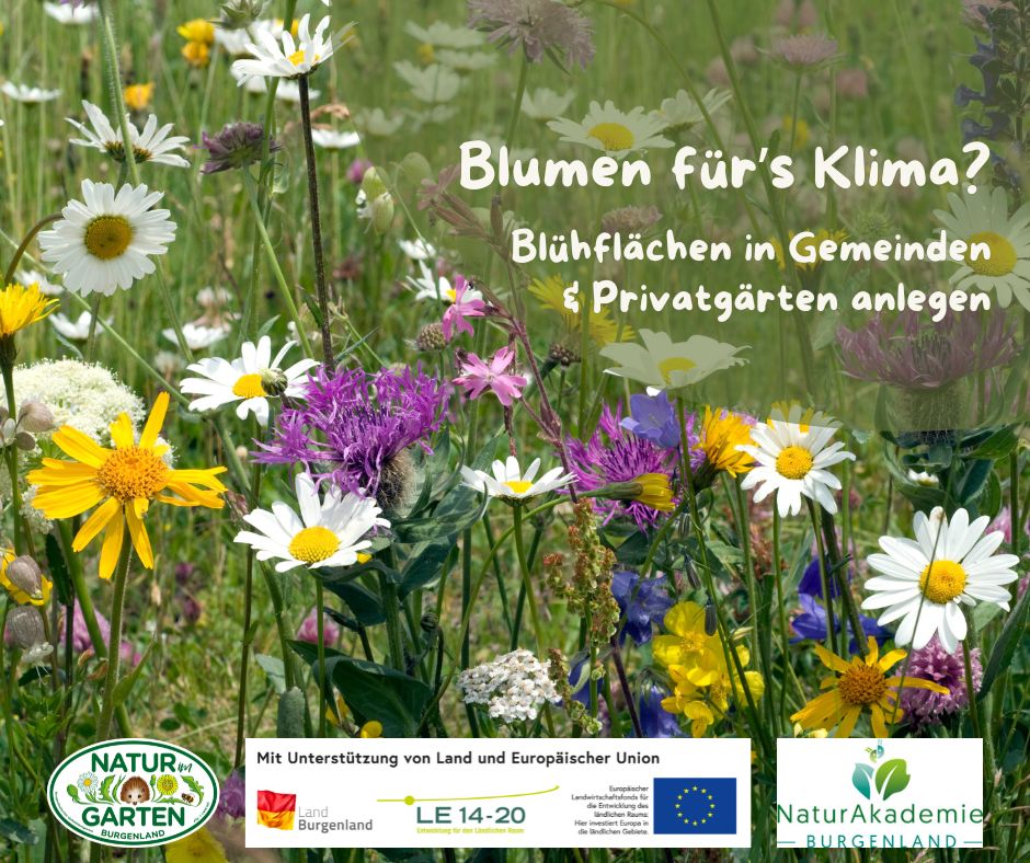 Blumen für's Klima? - Blühflächen in Gemeinden & Privatgärten anlegen