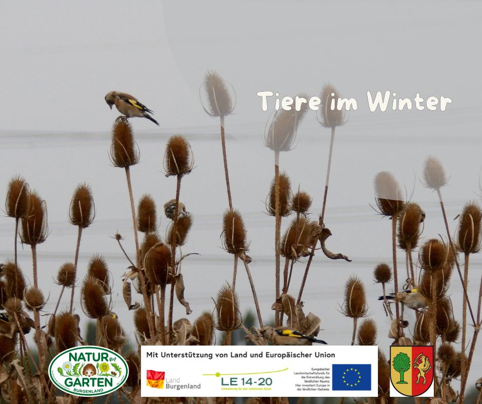 Tiere im Winter - der Garten als Winterruhestätte für die Tierwelt